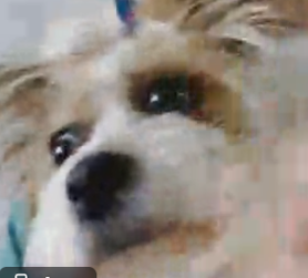 ocenianie piosenek edycja lod w nosie